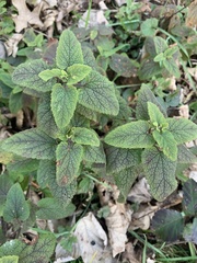 Teucrium scorodonia