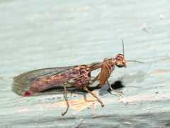 Austromantispa trevori