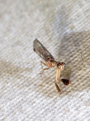 Austromantispa trevori