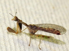 Austromantispa trevori