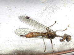Austromantispa trevori