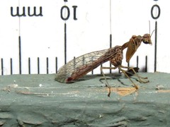 Austromantispa trevori