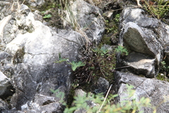 Aleuritopteris argentea