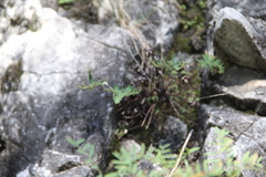 Aleuritopteris argentea