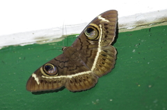Cyligramma latona
