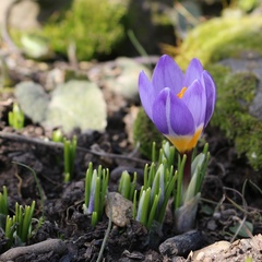 Crocus sublimis