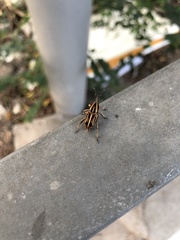 Rhabdoscelus lineaticollis