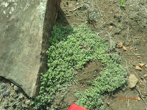 Image of Dwarf Koenana (Diclis reptans) by no rights reserved