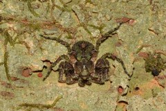 Stephanopis carcinoides