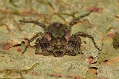 Stephanopis carcinoides