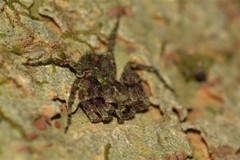 Stephanopis carcinoides