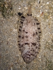 Monochirus hispidus