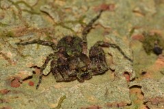 Stephanopis carcinoides