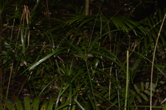 Cyperus filipes