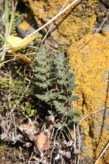 Paragymnopteris marantae