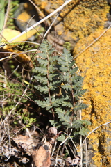 Paragymnopteris marantae