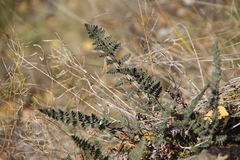 Paragymnopteris marantae