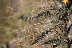 Paragymnopteris marantae