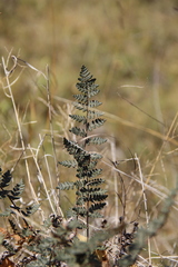 Paragymnopteris marantae