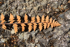 Paragymnopteris marantae