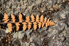 Paragymnopteris marantae
