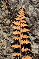 Paragymnopteris marantae