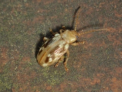 Chalcolampra pustulata