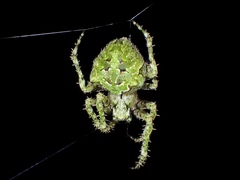 Novaranea courti