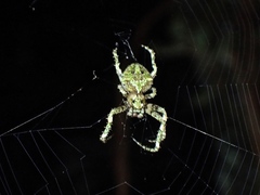 Novaranea courti