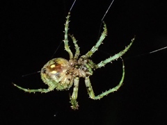 Novaranea courti