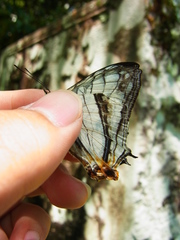 Cyrestis thyodamas mabella