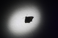 Coronidia evenus