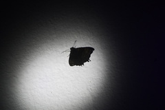 Coronidia evenus