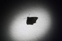 Coronidia evenus