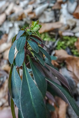 Euphorbia amygdaloides