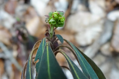 Euphorbia amygdaloides