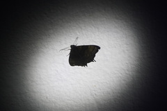 Coronidia evenus