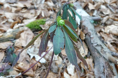 Euphorbia amygdaloides