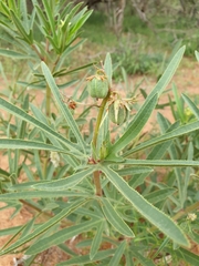 Jatropha zeyheri