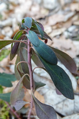 Euphorbia amygdaloides