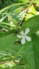 Oxyceros longiflorus