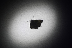 Coronidia evenus