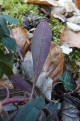 Euphorbia amygdaloides