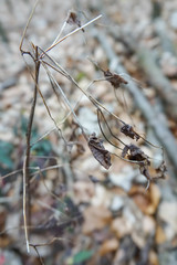 Euphorbia amygdaloides