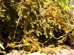 Selaginella helvetica