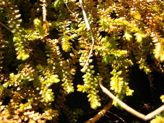 Selaginella helvetica