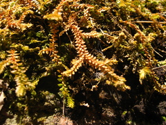Selaginella helvetica