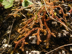 Selaginella helvetica