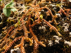 Selaginella helvetica