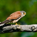 Eurasian Kestrel - Photo (c) Thomas Landgren, some rights reserved (CC BY-NC-ND)